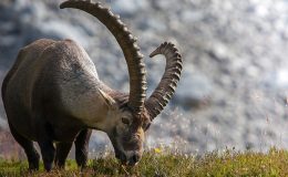 Hakkari’de yaban hayatı böyle görüntülendi